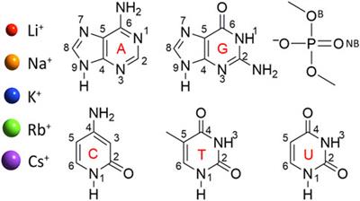 Generation of an accurate CCSD(T)/CBS data set and assessment of DFT methods for the binding strengths of group I metal–nucleic acid complexes